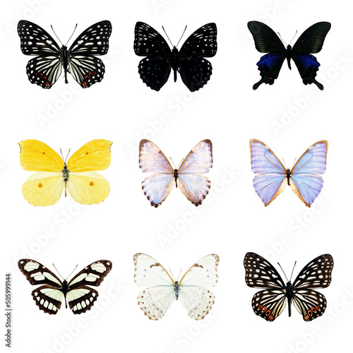 butterfly series with 9 collected samples on each file. All png files without background. 