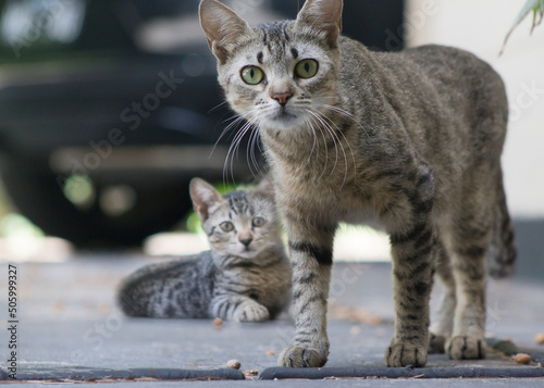 protección de mami photo