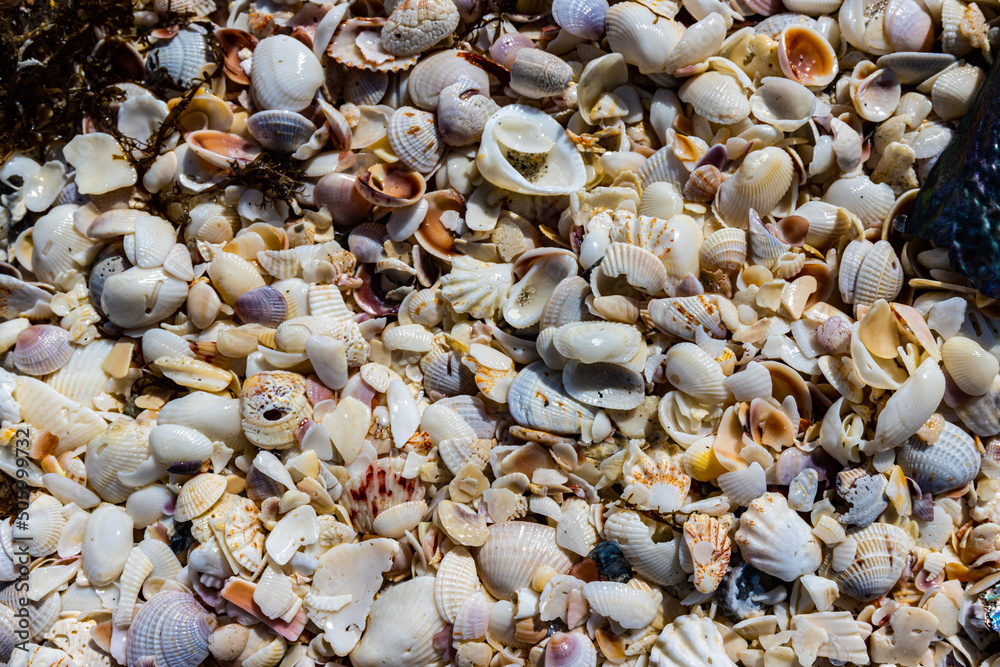 Various Sea Shells Scattered on Bowmans Beach, Sanibel Island, Florida, USA
