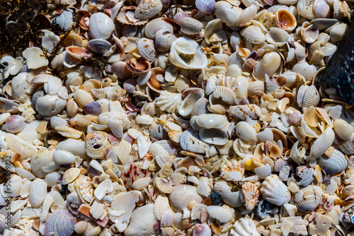 Various Sea Shells Scattered on Bowmans Beach, Sanibel Island, Florida, USA