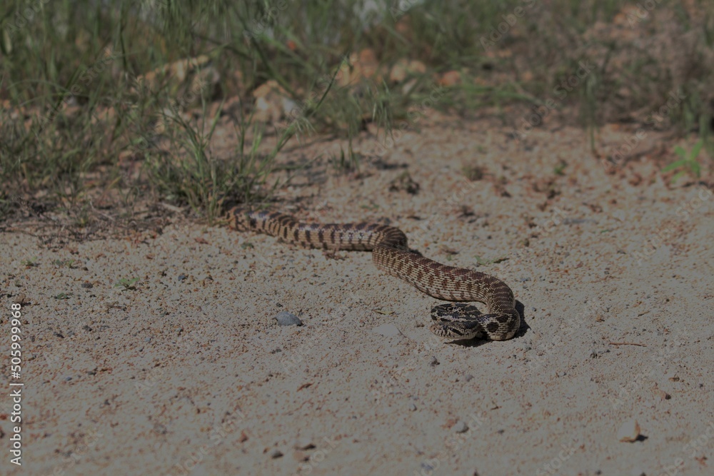 Gopher Snake (Pituophis catenifer) in Pescadero, California Gopher Snake (Pituophis catenifer) in Pescadero, California