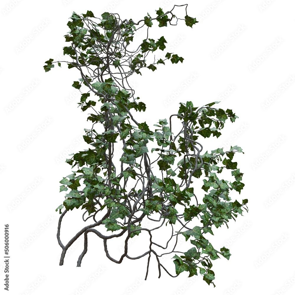 Obraz premium Climbing plants creepers vine isolated on white background 3d illustration