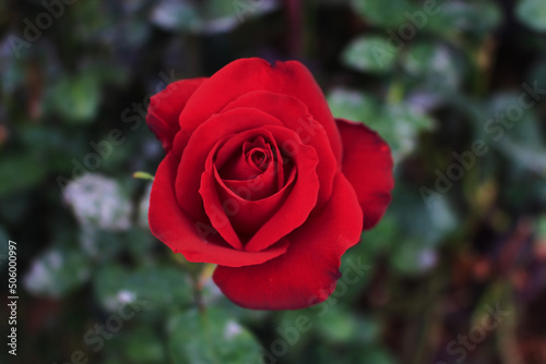 Rosa Roja  jard  n  jardiner  a