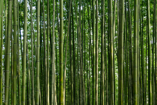 bamboo © 상만 배