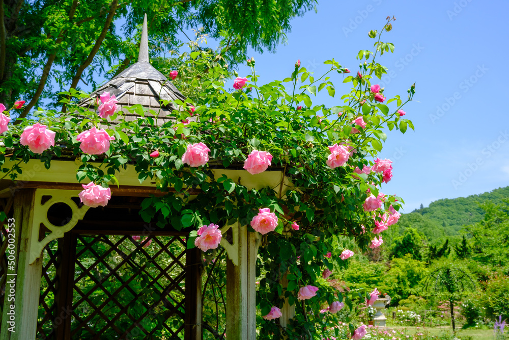 Fototapeta premium ローザンベリー多和田 バラの庭園