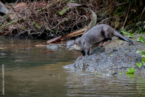 Smooth-coated otter in Khao Yai National Park, Thailand