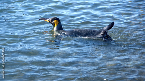 King penguin (Aptenodytes patagonicus) swimming at Jason Harbor on South Georgia Island