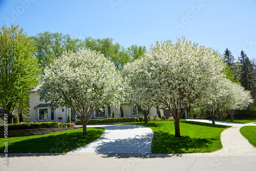 Front yard with flowering white trees in full bloom on a spring day in may