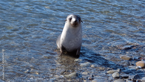 Antarctic fur seal (Arctocephalus gazella) in shallow water at Jason Harbor, South Goergia Island
