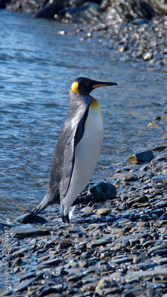 Naklejka premium King penguin (Aptenodytes patagonicus) on the beach at Jason Harbor on South Georgia Island