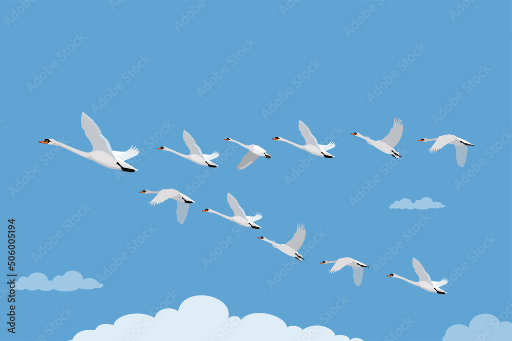Mute swan Flying Teamwork