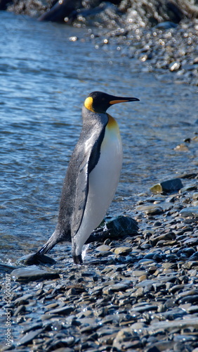 King penguin  Aptenodytes patagonicus  on the beach at Jason Harbor on South Georgia Island