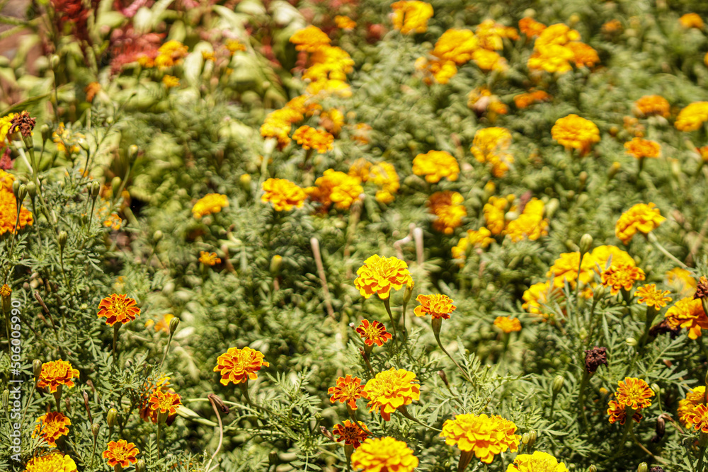 field of flowers