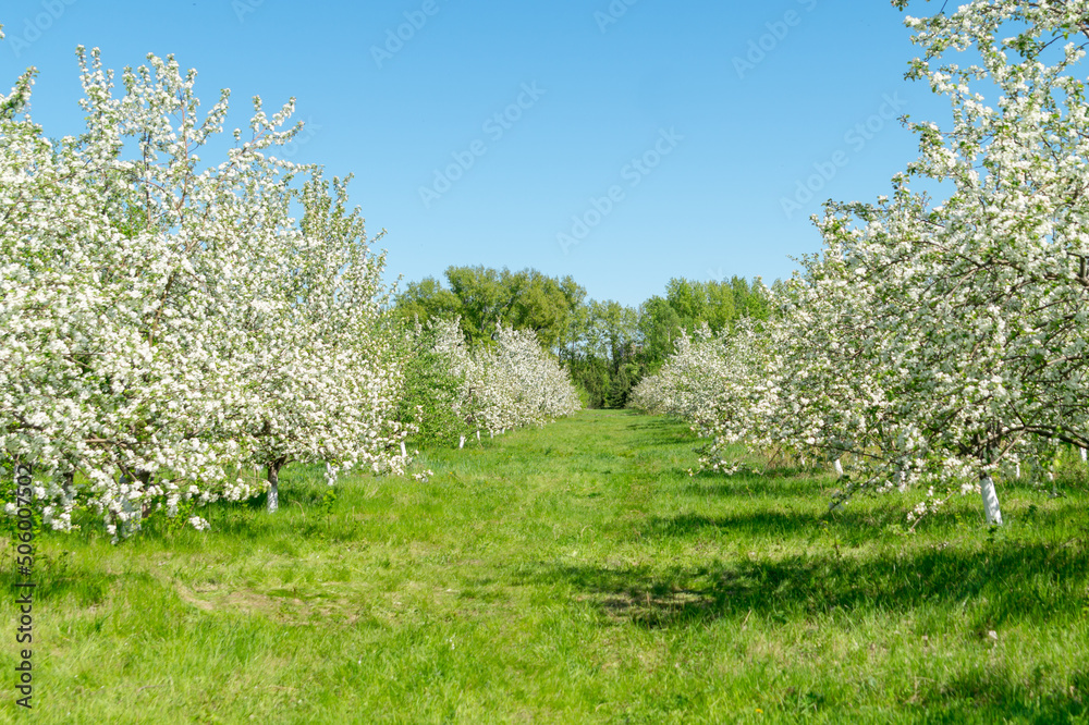 Blooming apple alleys on a sunny summer day. Blooming apple alleys on a sunny summer day.