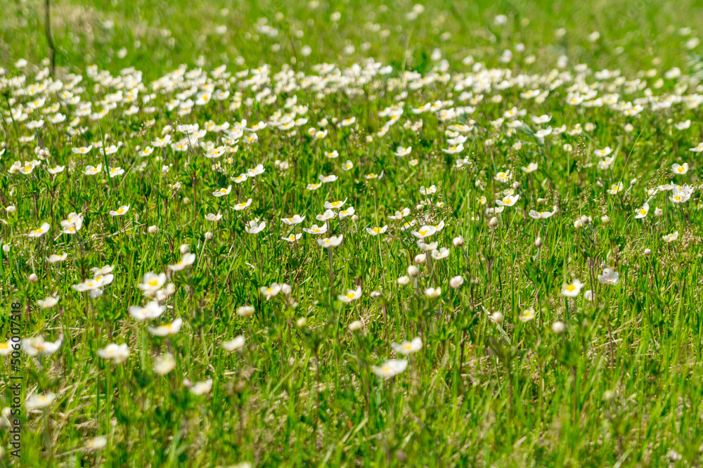 A meadow with white wood anemone (anemone sylvestris) flowers. A meadow with white wood anemone (anemone sylvestris) flowers.