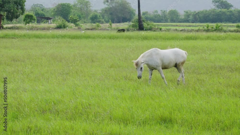 Beautiful White Horse Eating Grass and Walking in Green Meadow Beautiful White Horse Eating Grass and Walking in Green Meadow