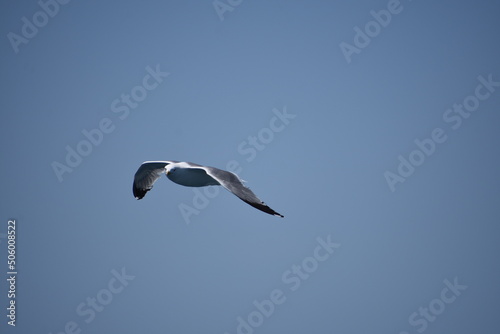Pigeon flying with open wings  Dove in the air with wings wide open in-front of the blue sky Selective focus. Copy space.