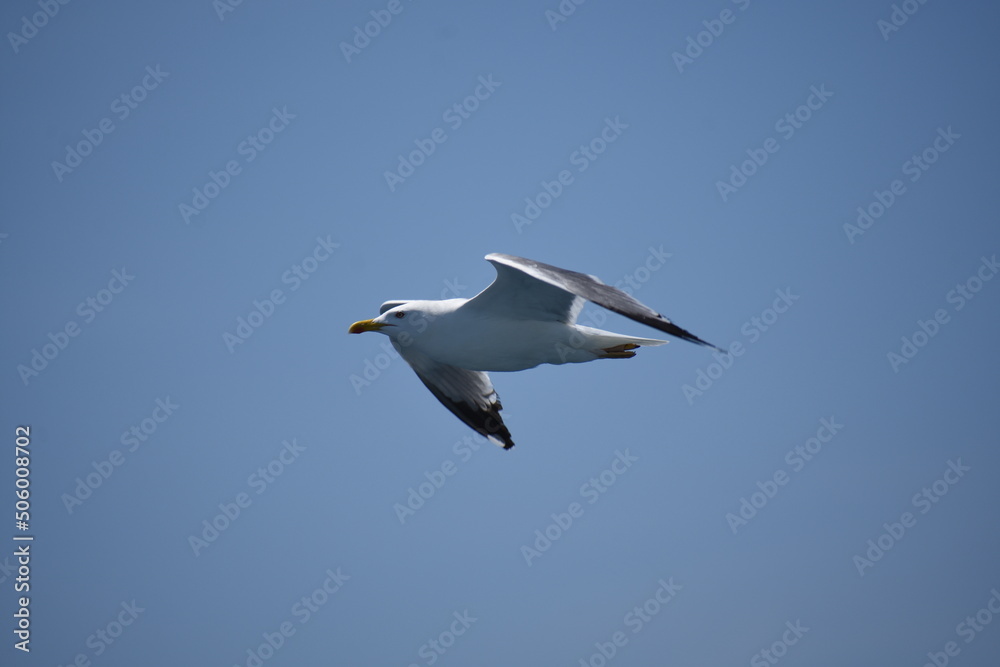 Pigeon flying with open wings, Dove in the air with wings wide open in-front of the blue sky Selective focus. Copy space. Pigeon flying with open wings, Dove in the air with wings wide open in-front of the blue sky Selective focus. Copy space.