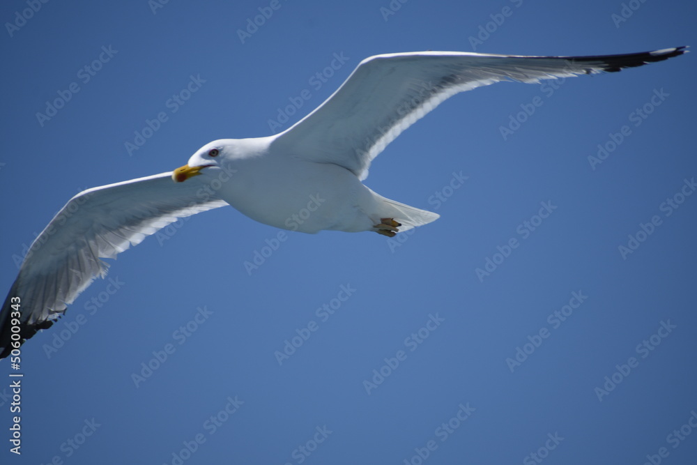 Pigeon flying with open wings, Dove in the air with wings wide open in-front of the blue sky Selective focus. Copy space. Pigeon flying with open wings, Dove in the air with wings wide open in-front of the blue sky Selective focus. Copy space.