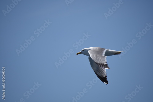 Pigeon flying with open wings, Dove in the air with wings wide open in-front of the blue sky Selective focus. Copy space.