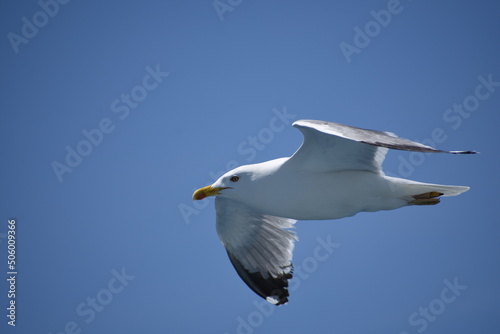 Pigeon flying with open wings, Dove in the air with wings wide open in-front of the blue sky Selective focus. Copy space. © ernestos