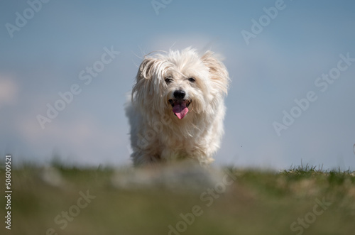 White dog having fun in the hills © gljivec