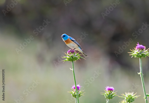 Lazuli Bunting