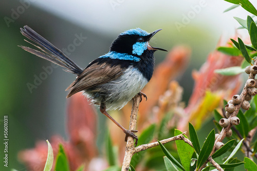 Superb Fairywren