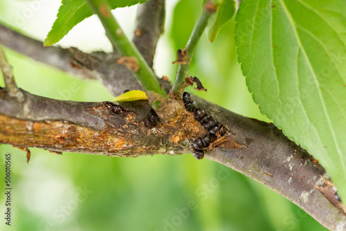 Scale insect (Coccoidea) on shoot of Japanese apricot (Prunus mume) in Japan