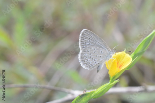 butterfly on a flower