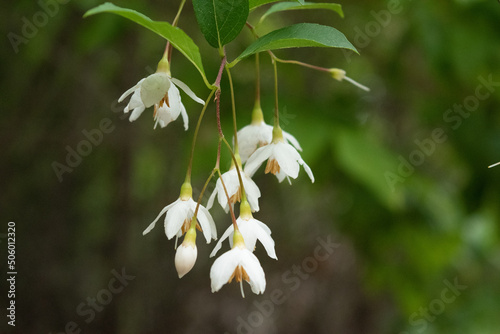 Blooming Japanese snowbell flowers in the forest, macro 2