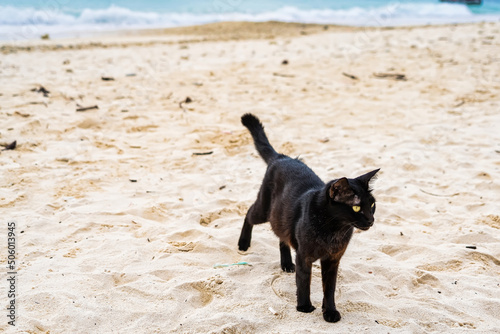 Cats that live on Khai Island, Phuket Thailand.