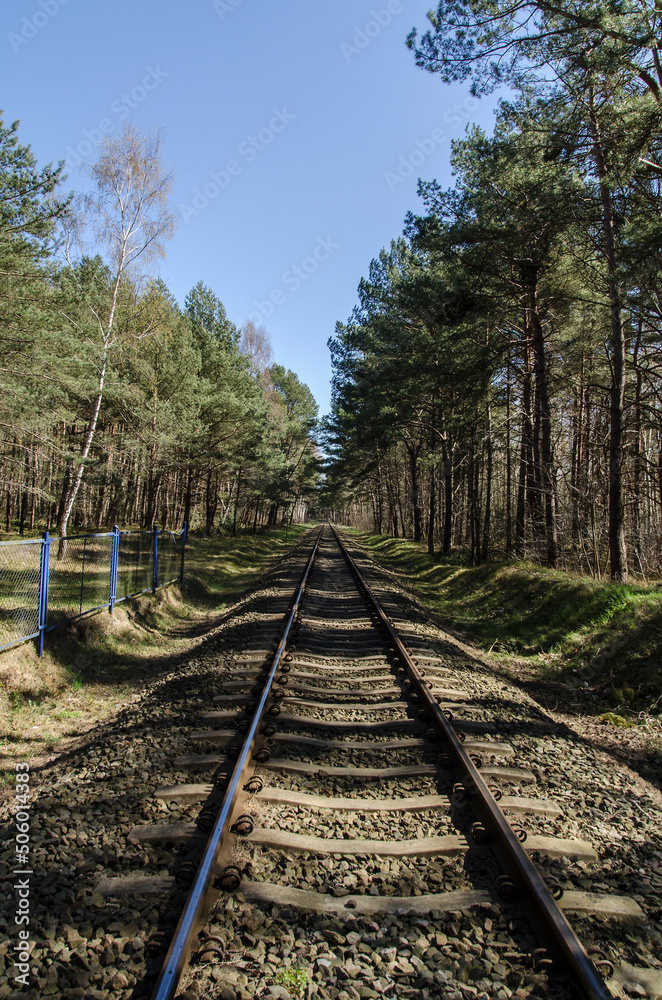 Fototapeta premium Tory w lesie 