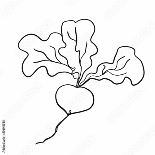 vegetables,foods,plants,food,vegan food,red,yellow,green,orange,healthy food products,healthy food,healthy nutrition,vitamins,health,cooking,salads,carrots,cabbage,radishes,tomatoes,green leeks,garlic