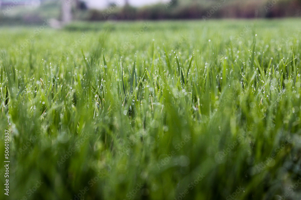 grass in the morning