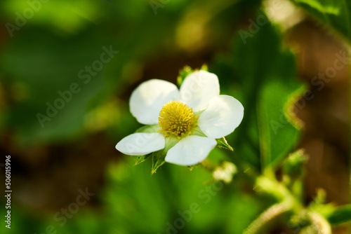 White strawberry flower in the garden