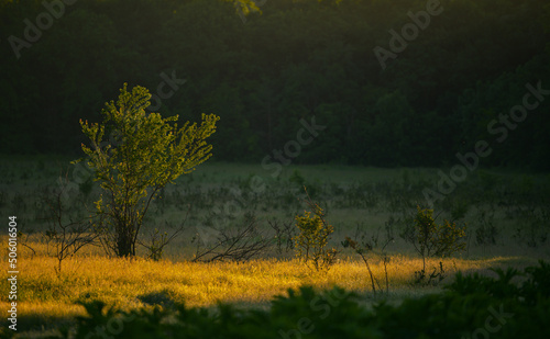 Amazing sunrise light at the edge of a wood. Nature landscape during spring.