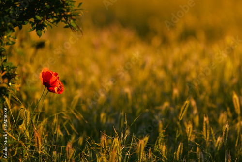 Beautiful spring landscape with poppy flower between some wheat gran plants on an agriculture field. 