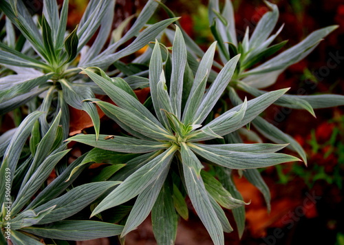 Shrub with four large green flowers with thin leaves close up