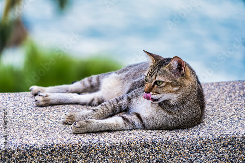 Cat Lying On Footpath.