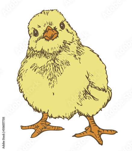 Vector illustration of cute little chick. Hand drawn chick colored and depicted by a line.