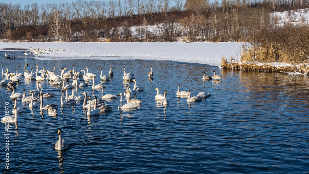 A flock of graceful white swans swims in an ice-free lake. Ripples and reflections on blue water. Several birds are resting on the snowy shore. Altai. Lake Svetloye