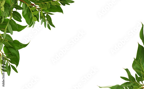 Twigs with green leaves in ...
