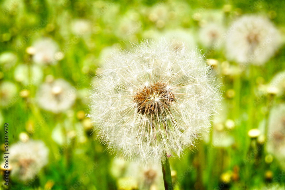 Obraz premium Dandelion. Dandelion seeds. Field of white dandelions.