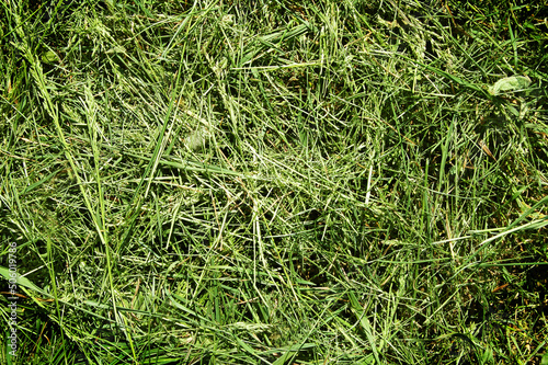 Hay. Background of cut green grass.