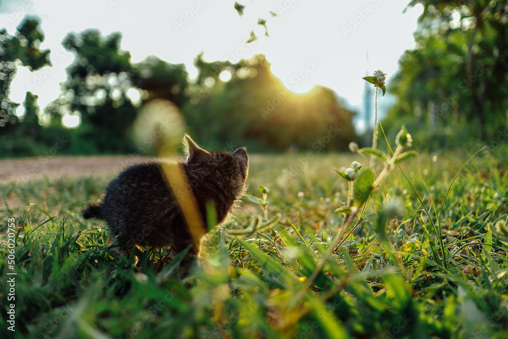 Obraz premium cute lost kitten