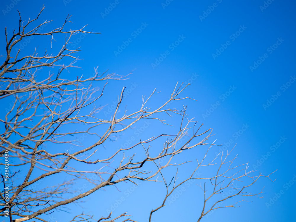 dead branches under the blue sky in winter dead branches under the blue sky in winter