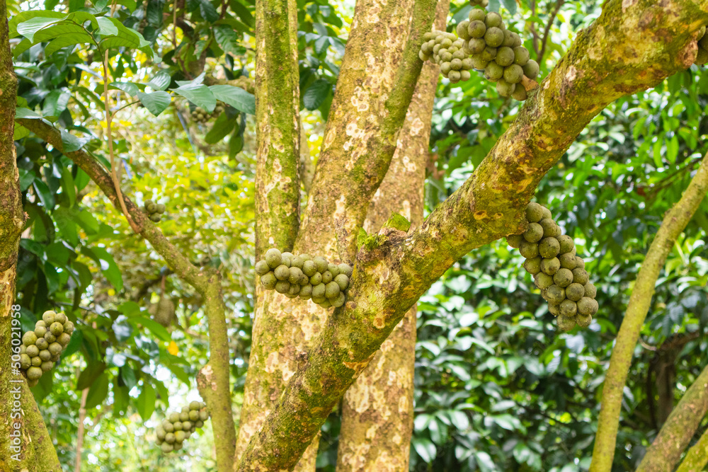 closeup of Lansium parasiticum or longkong tree at Thailand closeup of Lansium parasiticum or longkong tree at Thailand
