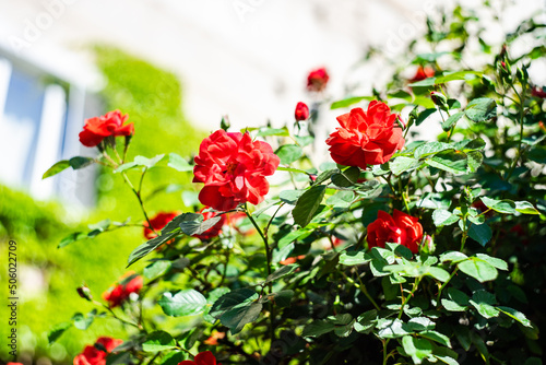Red rose bush blooming in the garden