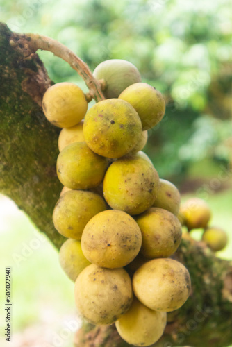 closeup of Lansium parasiticum or longkong tree at Thailand